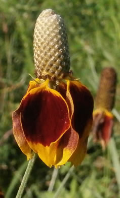 Ratibida columnifera, Mexican Hat, Columnar Prairie Coneflower, Upright Coneflower, Long-headed Coneflower