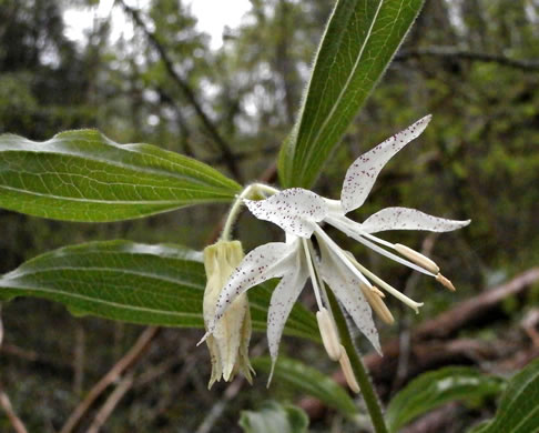 image of Prosartes maculata, Spotted Mandarin, Nodding Mandarin