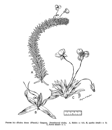 drawing of Egeria densa, Brazilian Waterweed, Brazilian Egeria, "Brazilian Elodea", "Anacharis"