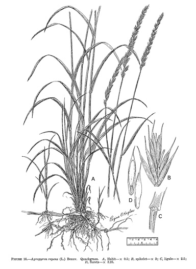 image of Elymus repens, Quackgrass, Dog-grass, Witchgrass