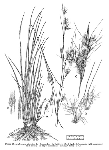 drawing of Andropogon virginicus var. virginicus, Broomsedge, Broomsedge Bluestem, Old-field Broomstraw, "Sedge Grass"