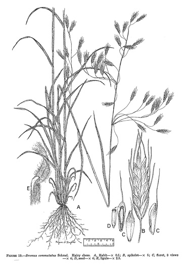 image of Bromus commutatus, Hairy Chess, Meadow Brome