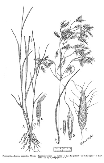 image of Bromus japonicus, Japanese Chess, Japanese Brome