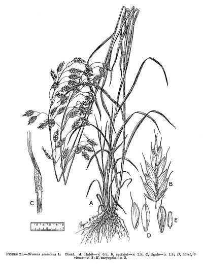 drawing of Bromus secalinus, Cheat, Common Chess, Rye-brome