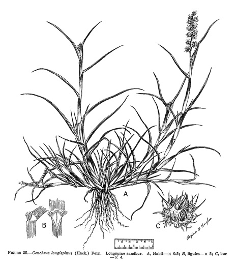 image of Cenchrus longispinus, Northern Sandspur, Common Sandspur, Longbristle Sandbur