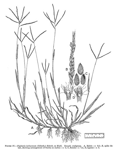 image of Digitaria ischaemum, Smooth Crabgrass