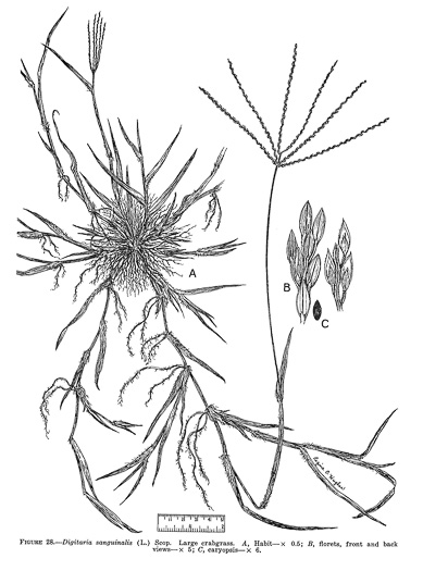 image of Digitaria sanguinalis, Hairy Crabgrass, Northern Crabgrass