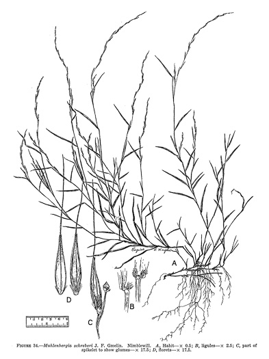 image of Muhlenbergia schreberi, Nimblewill