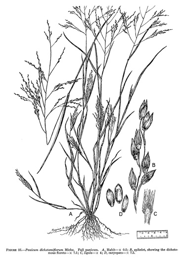 drawing of Panicum dichotomiflorum var. dichotomiflorum, Fall Panicum, Fall Panicgrass, Spreading Panicgrass