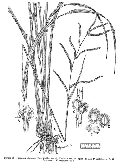 image of Paspalum dilatatum ssp. dilatatum, Dallis-grass