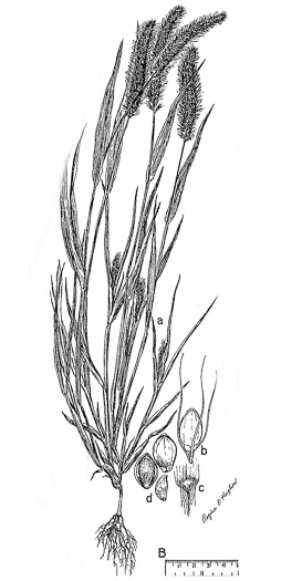 drawing of Setaria viridis var. viridis, Green Foxtail, Green Bristlegrass