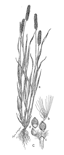 drawing of Setaria pumila, Yellow Foxtail