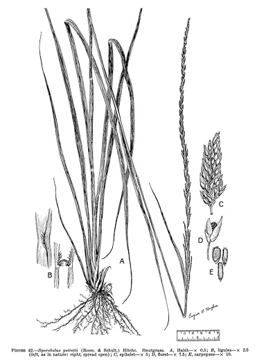 Sporobolus indicus, Smut-grass, Blackseed