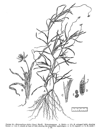 drawing of Heteranthera dubia, Water Stargrass