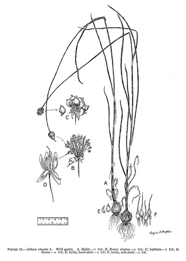 drawing of Allium vineale, Field Garlic, Wild Onion, Onion-grass, Crow Garlic