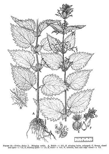 drawing of Urtica dioica ssp. dioica, European Stinging Nettle, Great Nettle