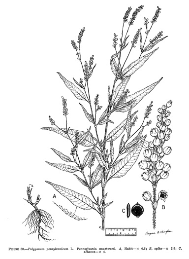 drawing of Persicaria pensylvanica, Pennsylvania Smartweed, Pinkweed, Common Smartweed