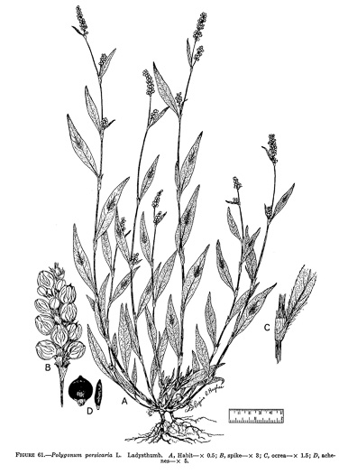 drawing of Persicaria maculosa, Spotted Lady's-thumb, Heart's-ease