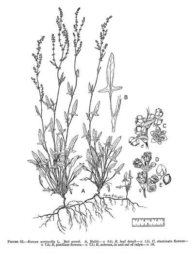 image of Acetosa acetosella, Sheep Sorrel, Red Dock, Sourgrass, Field Sorrel