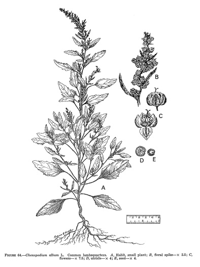drawing of Chenopodium album var. album, Lambsquarters, Pigweed