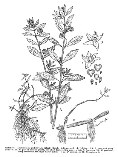 image of Alternanthera philoxeroides, Alligator-weed