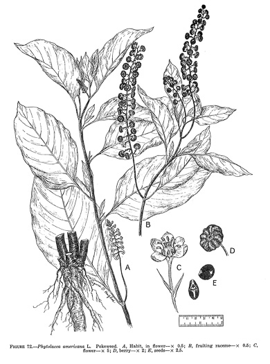 drawing of Phytolacca americana, Common Pokeweed, Poke