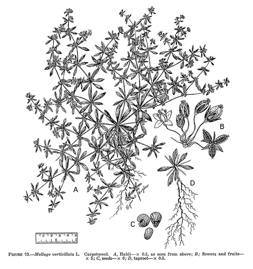 image of Mollugo verticillata, Carpetweed, Indian-chickweed, Green Carpetweed