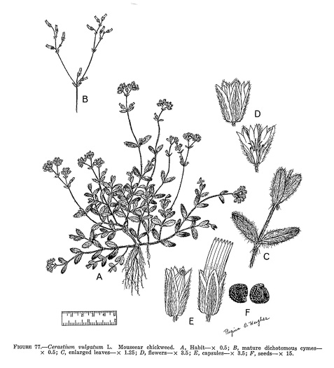 drawing of Cerastium fontanum ssp. vulgare, Common Mouse-ear Chickweed