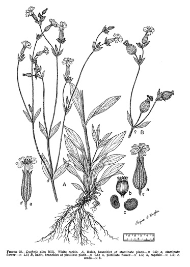 drawing of Silene latifolia, White Campion, Evening Campion, White Cockle, Evening Lychnis