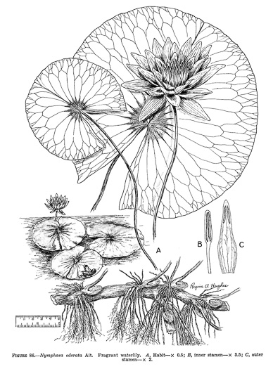 drawing of Nymphaea odorata ssp. odorata, Fragrant White Water-lily, American Water-lily, Sweet Water-lily, White Water-lily