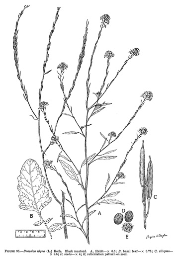 drawing of Rhamphospermum nigrum, Black Mustard, Charlock