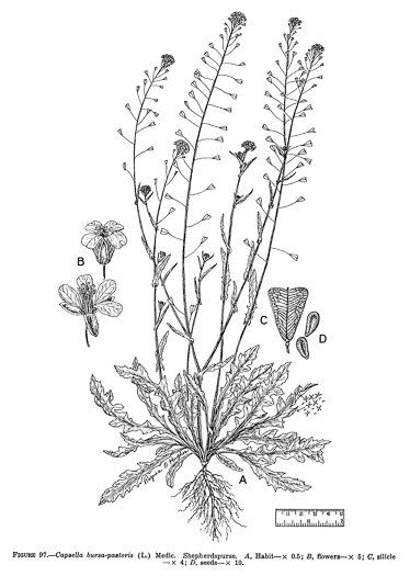 image of Capsella bursa-pastoris, Common Shepherd's Purse