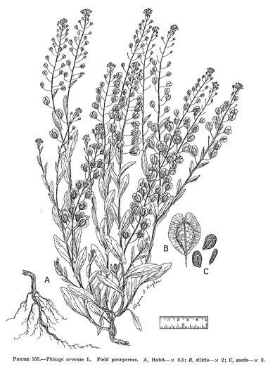 image of Thlaspi arvense, Field Pennycress, Frenchweed