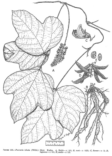 drawing of Pueraria montana var. lobata, Kudzu, Foot-a-Day