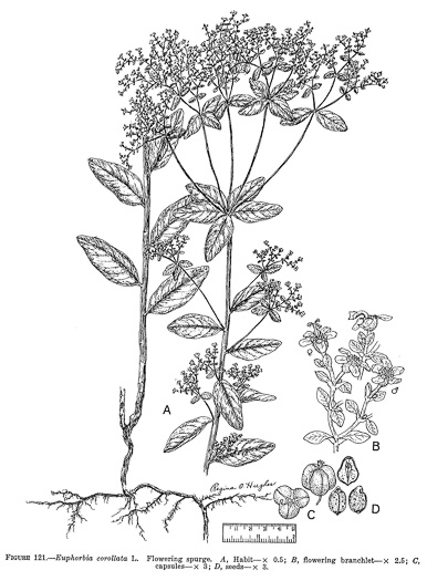 image of Euphorbia corollata, Eastern Flowering Spurge