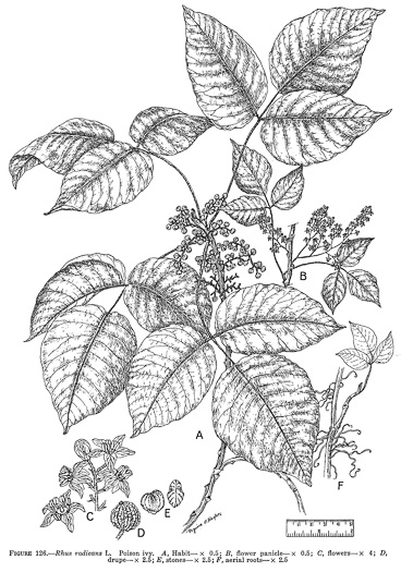 drawing of Toxicodendron radicans var. radicans, Eastern Poison Ivy