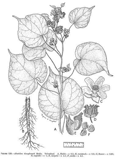 drawing of Abutilon theophrasti, Velvetleaf, Indian Mallow, Butterprint