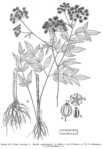 drawing of Cicuta maculata var. maculata, Water-hemlock, Spotted Cowbane