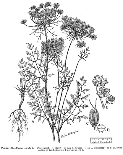 drawing of Daucus carota ssp. carota, Queen Anne's Lace, Wild Carrot, Bird's Nest