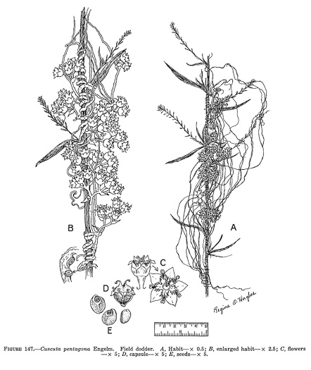 drawing of Cuscuta pentagona, Five-angled Dodder