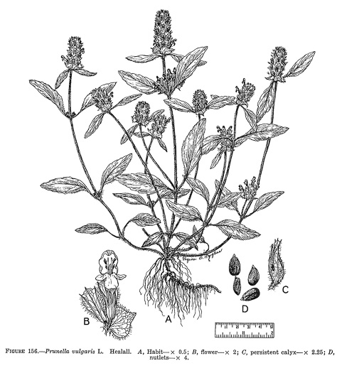 image of Prunella vulgaris var. lanceolata, American Heal-all, American Self-heal, Lance Selfheal