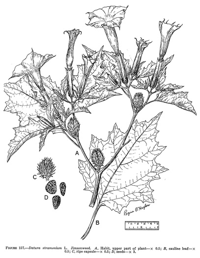image of Datura stramonium, Jimsonweed, Thornapple, Stramonium