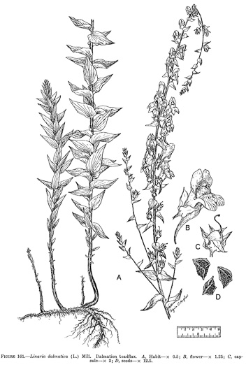 drawing of Linaria dalmatica ssp. dalmatica, Dalmation Toadflax