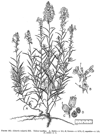 image of Linaria vulgaris, Butter-and-eggs, Yellow Toadflax, Wild-snapdragon