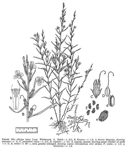 drawing of Striga asiatica, Asiatic Witchweed