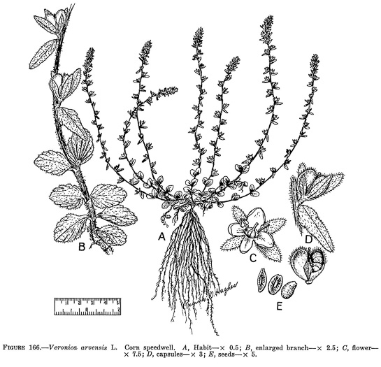 drawing of Veronica arvensis, Corn Speedwell, Wall Speedwell