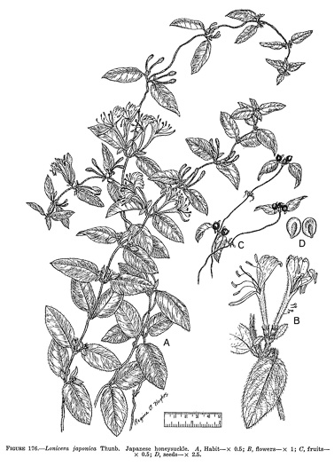 image of Lonicera japonica, Japanese Honeysuckle