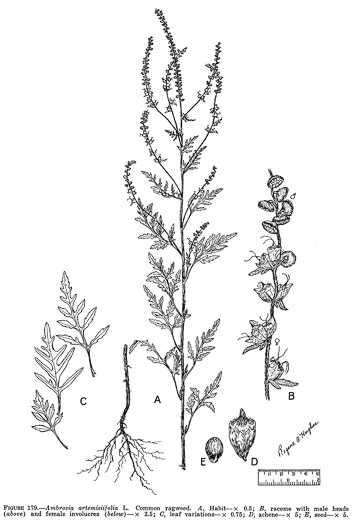 drawing of Ambrosia artemisiifolia, Annual Ragweed, Common Ragweed, Hogweed