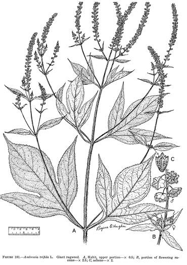 drawing of Ambrosia trifida var. trifida, Giant Ragweed, Great Ragweed