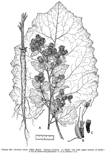 image of Arctium minus, Lesser Burdock, Common Burdock